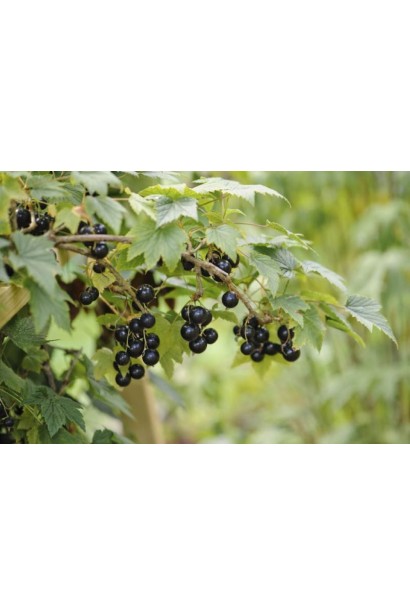 Смородина рання Око Дракона